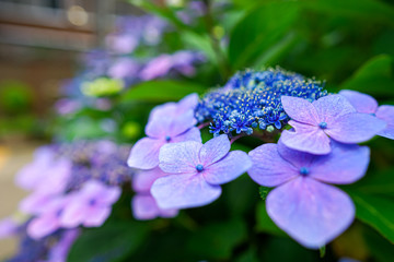 【神奈川県 箱根】箱根登山鉄道沿いのアジサイ