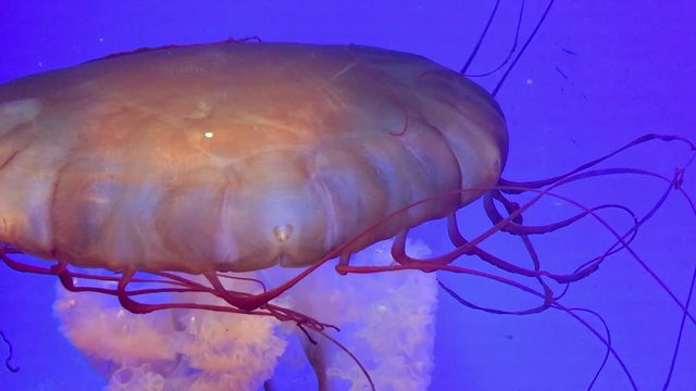Jellyfish swim gracefully in blue water.