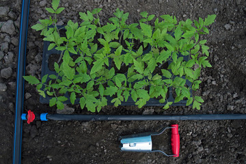 Green tomato seedlings in a container and a special tool are prepared for planting plants in the ground in the garden. The process of planting seedlings in the soil with drip irrigation. Agriculture. 