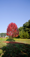 autumn trees landscape