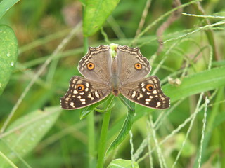 Sundew flowing on top of the grass And I fly happily