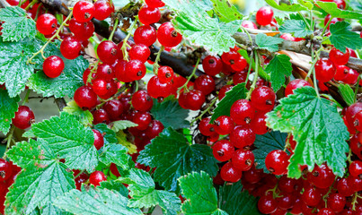 Red Currant hanging on a bush in the garden.