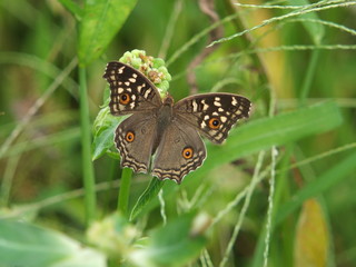 Sundew flowing on top of the grass And I fly happily