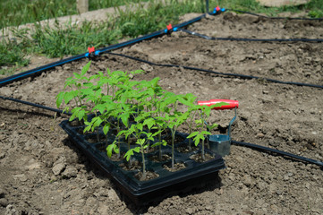 Young tomato seedlings in a container prepared for planting in the ground. Drip irrigation. The use of a special tool for planting seedlings. Agriculture, spring work.