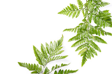 Fresh green leaves on white background. Flat lay, top view, copyspace. Nature design, spring and summer lush concept