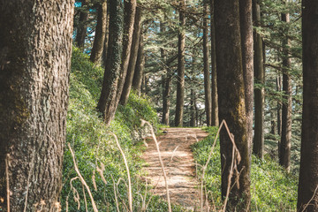 path in the woods, forest, trees 