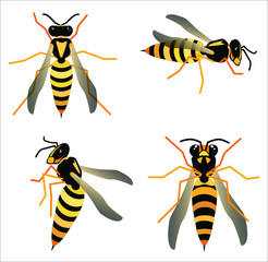 Set of wasps from different sides. Wasp from the back, in front, side view. Insect in vector color drawing. Illustration isolated on white. 