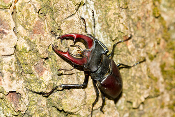  Escarabajo ciervo volante (Lucanus cervus),  posado sobre la corteza del árbol.