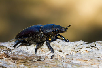  Hembra de escarabajo ciervo volante (Lucanus cervus),  sobre el tronco con fondo amarillento.