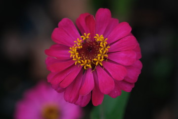 Fototapeta premium beautiful close up of pink zinnia flower, shot on macro