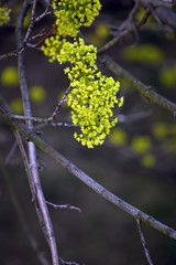 Tree branches full of young green leaves. Beautiful spring leafing of trees. 