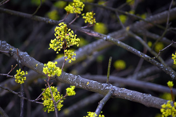 Tree branches full of young green leaves. Beautiful spring leafing of trees. 