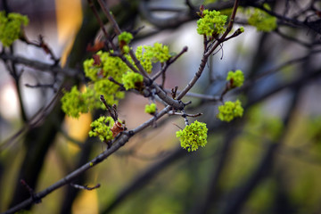 Tree branches full of young green leaves. Beautiful spring leafing of trees. 