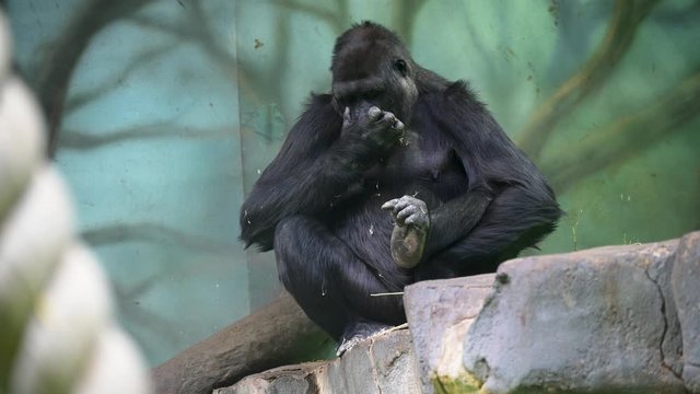 Big black gorilla monkey eating.