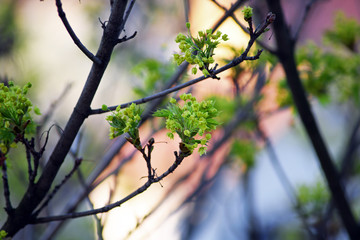Tree branches full of young green leaves. Beautiful spring leafing of trees. 