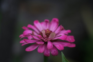 Obraz premium beautiful close up of pink zinnia flower, shot on macro