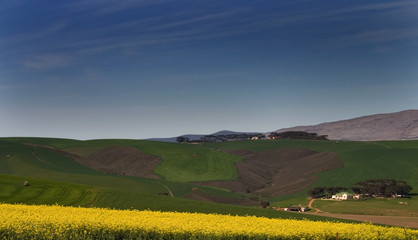 landscape with canola