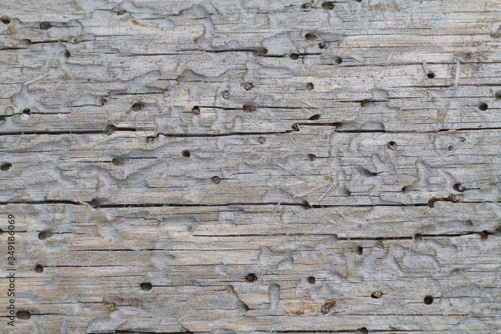 Wall mural old wood texture