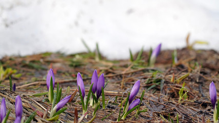 closed crocus flowers in the morning on the mountains in spring