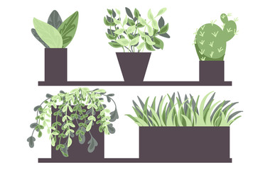 House plants in pots. Set of house indoor plants. Flower illustrations. Succulents and houseplants. Flat style vector.