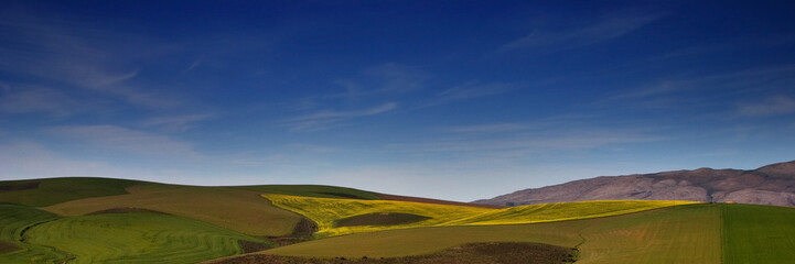 landscape with canola