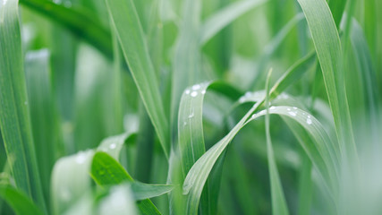 Lush green grass. Spring background. Drops of dew on the leaves. Copy space. Fresh bright texture.