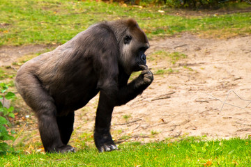 Naklejka premium Gorillas in the nature, wildlife,Berlin zoo.