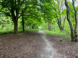 Woodland path