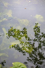 Wasserspiegelung
