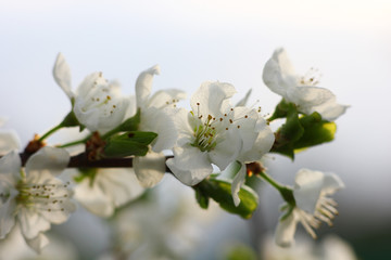 Fototapeta premium blooming fruit trees in a spring garden with a blurred 
