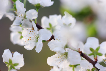 blooming plum buds close-up in the spring garden