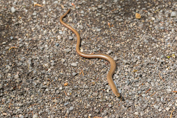 Anguis fragilis crawling on a path with pebbles. Commonly known as blindworm, deaf adder or slowworm.