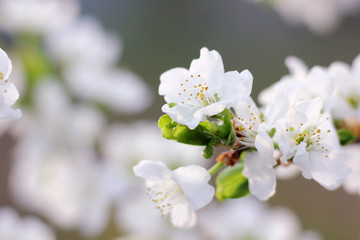 blooming plum buds close-up in the spring garden