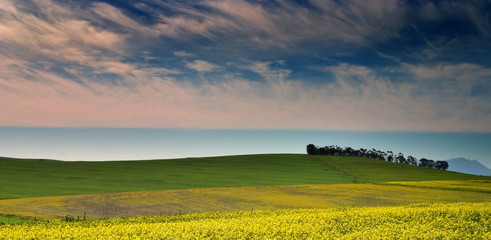 landscape with canola