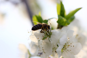 spring blooming garden with bees collecting nectar
