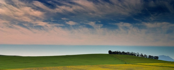 Obraz premium landscape with canola
