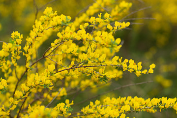 field of yellow flowers