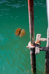 Brown jellyfish (Phyllorhiza punctata) swims in the sea. Dangerous aquatic organism. Iron column covered with shells. Vertical.