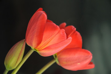 Naklejka premium red tulip on black background