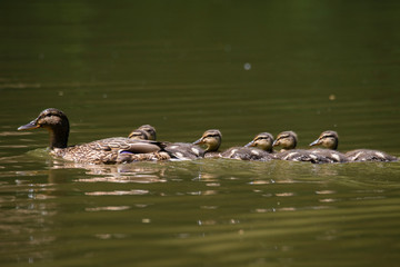 Mother Duck (Anas platyrhynchos) with her new born offspring in the Netherlands in spring