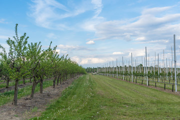 Obraz premium Obstanbau an der Havelobstallee, Werder/Havel in Brandenburg