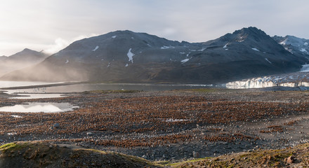 Naklejka premium Colony of King Penguin chicks in front of Cook Glacier, St Andrews Bay, South Georgia