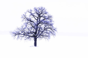 Lonely winter tree on white snow in cold weather