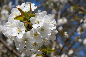 Close up of a blossoming Cherry tree with white flowers.