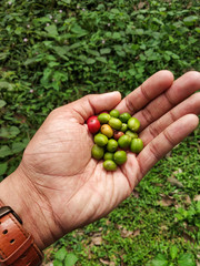 The Original Coffee Beans Seeds