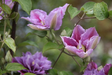Fototapeta premium Purple and pink double clematis climbing flower