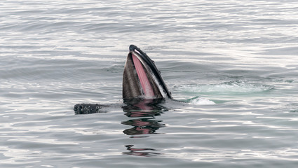 Adult Humpback Whale surface lunge feeding, Antarctic Peninsula