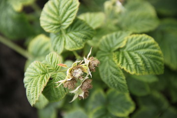 Raspberry bush young fruits spring time