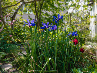 Blue irises grow in the garden on a sunny spring day.