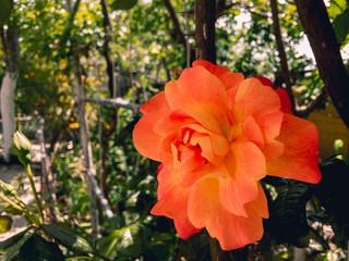A beautiful orange rose blossomed in the spring garden on a sunny day on a blurry background of green foliage.